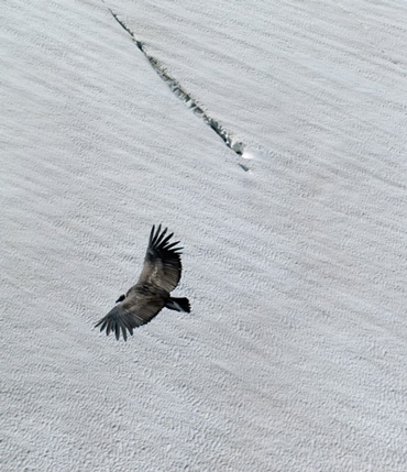 actividades recreativas, avistaje de aves, tronador, pampa linda