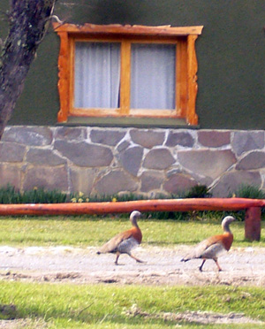 pampa linda, avistaje de aves